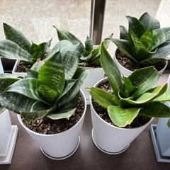 観葉植物　サンスベリア