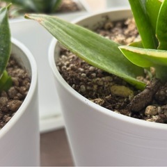 観葉植物　サンスベリアの画像