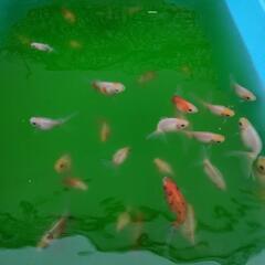 大きな金魚☆一匹300円〜500円☆