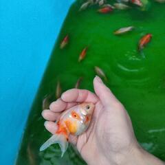 大きな金魚☆一匹300円〜500円☆の画像