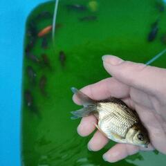 大きな金魚☆一匹300円〜500円☆の画像
