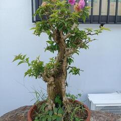 ブーゲンビリア 盆栽の画像