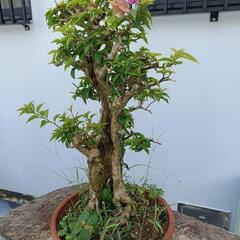ブーゲンビリア 盆栽の画像