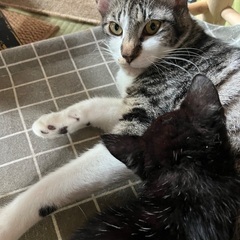⭐️甘えん坊チョコちゃん - 猫