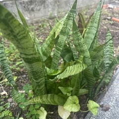 クロトンの画像