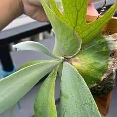 Platycerium willinckii 2025_03の画像