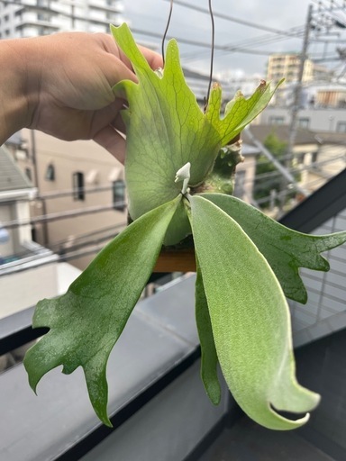 生活雑貨 Platycerium willinckii 2025_03