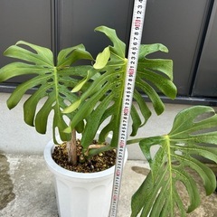 モンステラ　観葉植物の画像