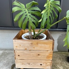 モンステラ　観葉植物の画像