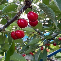 さくらんぼ🍒