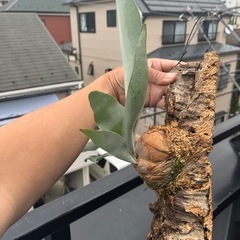 Platycerium Veitchiiの画像