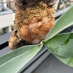 Platycerium Veitchiiの画像
