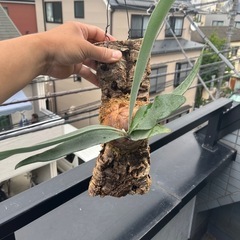 Platycerium Veitchii