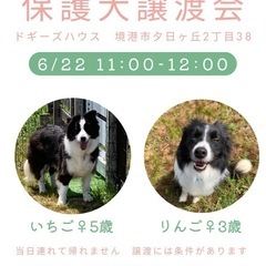 ボーダーコリー保護犬譲渡会