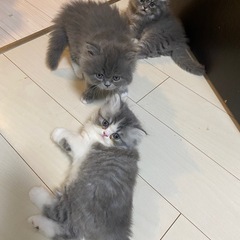 もうすぐ２ヶ月の子猫