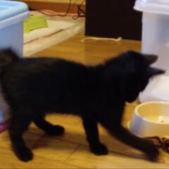 やんちゃな黒猫の男の子‼️ − 愛媛県