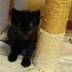 やんちゃな黒猫の男の子‼️ - 猫