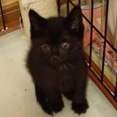 やんちゃな黒猫の男の子‼️ - 新居浜市