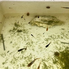 橙（トウ）アースアイ　稚魚〜若魚　メダカの画像