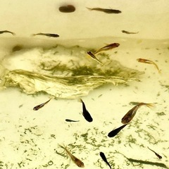 橙（トウ）アースアイ　稚魚〜若魚　メダカの画像