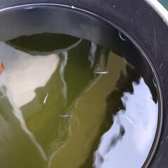 カブキブルーメダカ15匹若魚！