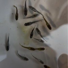 橙メダカの画像