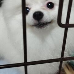 可愛くて小さなポメくん
