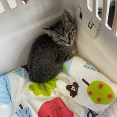 生後1ヶ月半から2ヶ月くらい？子猫