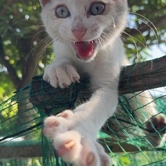 里親募集オスの子猫