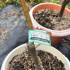 栗の苗2年目の画像