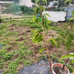 栗の苗2年目の画像