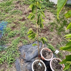 栗の苗2年目の画像