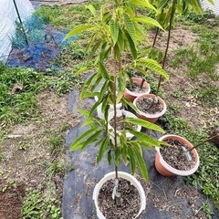 栗の苗2年目の画像