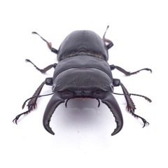 クワガタ各種　譲渡/販売　の画像