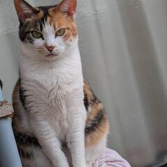 美猫の三毛猫ちゃん