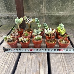 ミニ多肉植物のセット【珍種入り】