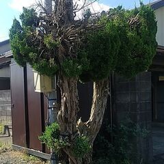 ３本セットで差し上げます・・・の画像