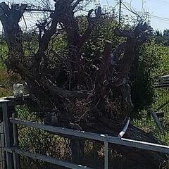 ３本セットで差し上げます・・・の画像