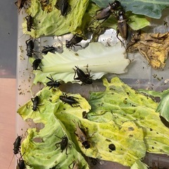 コオロギ　餌用