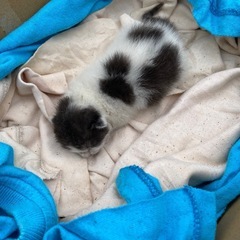 子猫
