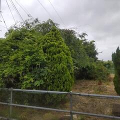 【無料】※7月末に処分  植木の画像