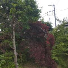 【無料】※7月末に処分  植木の画像