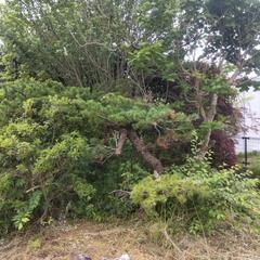 【無料】※7月末に処分  植木の画像