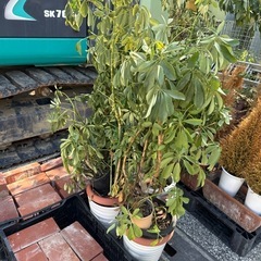 観葉植物　ブラッサイア　コニファー