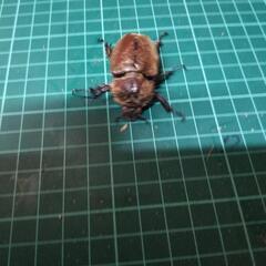 国産カブトムシレッドアイ②の画像