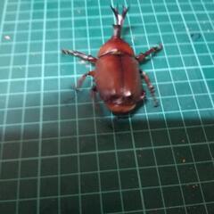 国産カブトムシレッドアイ②