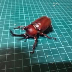 国産カブトムシレッドアイ②の画像