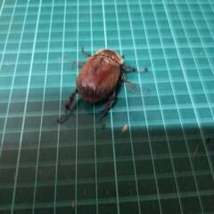 国産カブトムシレッドアイ②の画像