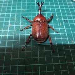 国産カブトムシレッドアイ③