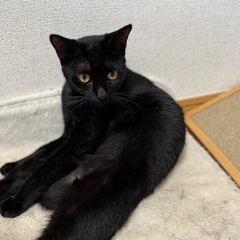 1歳黒猫 里親募集